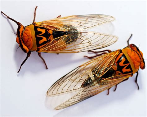 Cicadas Life Cycle : CICADAS - Life Cycle by L and B Wordworks ...