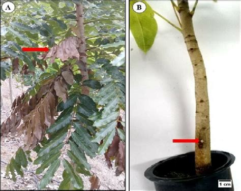 a -Khaya senegalensis plant in the field two years after sowing showing... | Download Scientific ...