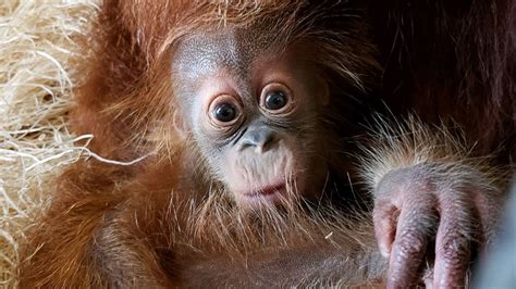 Baby orangutan name announced at Greenville Zoo