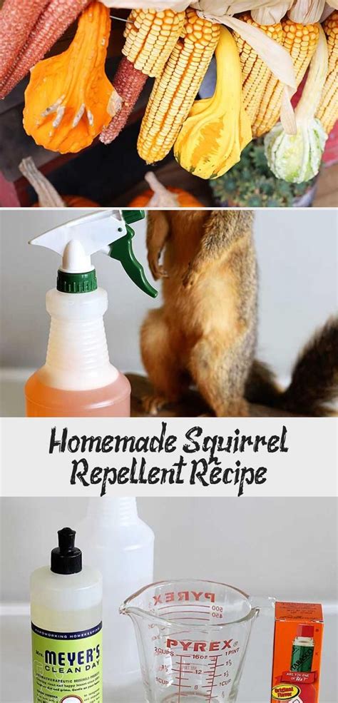 Homemade Squirrel Repellent Recipe - Decor Dıy | Repellent, Homemade ...