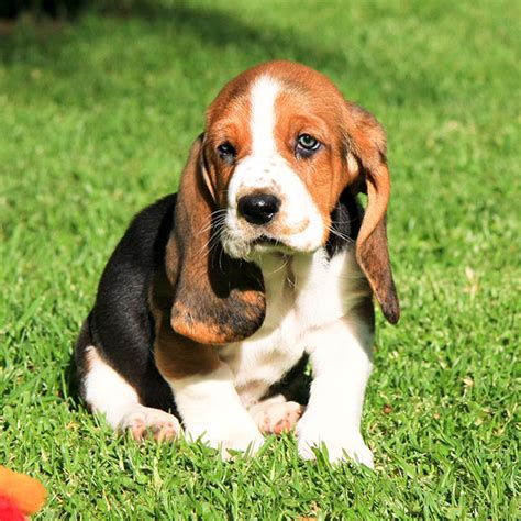 #1 | Basset Hound Puppies For Sale By Uptown Puppies