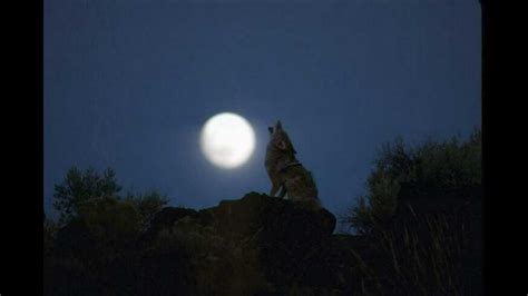 Coyote Howling (Audio) - YouTube