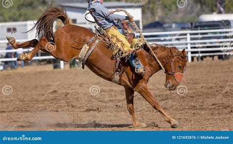 Bucking Bronco Horse at Country Rodeo Stock Photo - Image of bucked ...