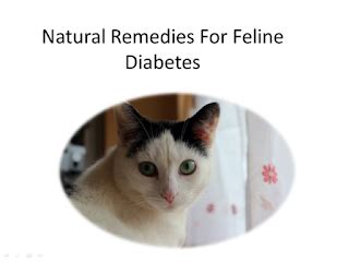 Natural Remedies For Feline Diabetes