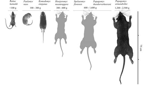 Feeder Rat Size Chart