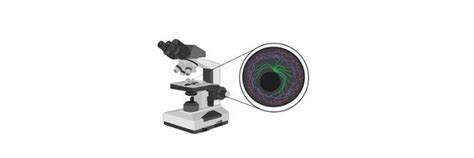 What is Immunocytochemistry? Methods, Techniques, Protocols