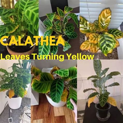 Calathea Leaves Turning yellow | Reasons and How to Fix