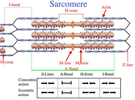 Gross Muscle and Sarcomere