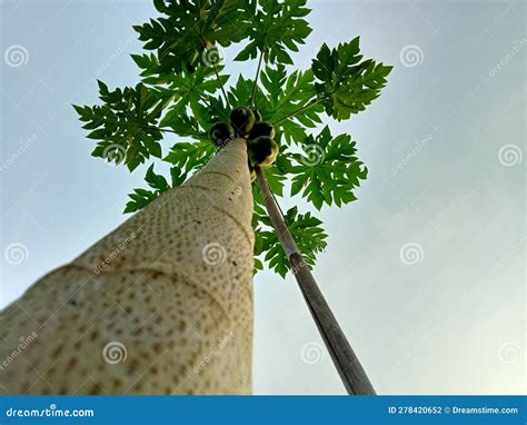 Papaya Tree with Fruit and Green Leaves, Tapang Semadak, Indonesia, May ...