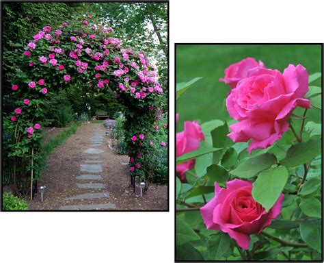 CLIMBING ROSE ZEPHIRINE DROUHIN – Hinsdale Nurseries