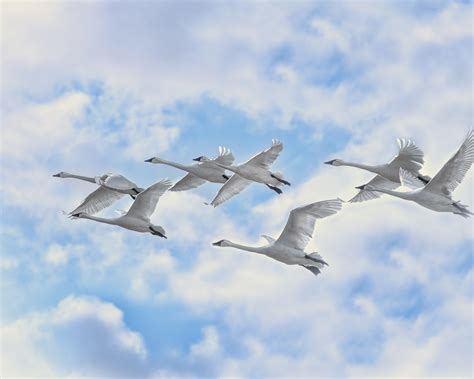 White Swans Flying 1280 x 1024 Wallpaper