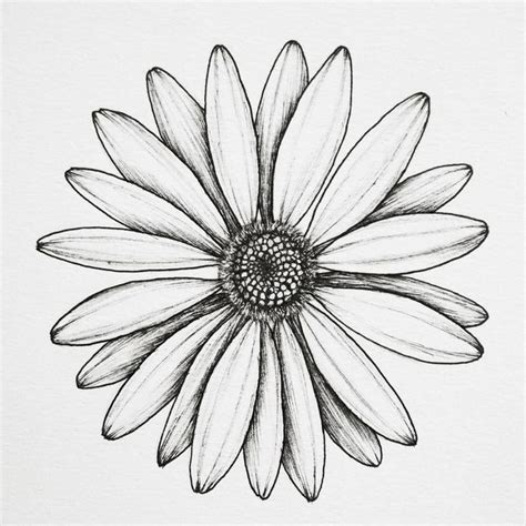 Daisy . . . #floralsyourway #botanicalartist #botanicallinedrawing # ...