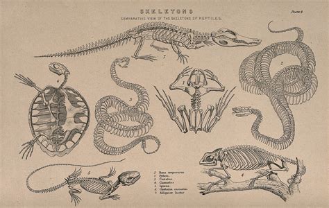 Skeletons of various reptiles: seven figures, illustrating the skeletons of an alligator, a ...