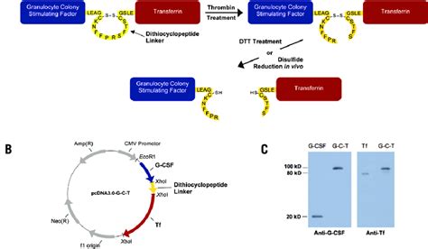 Construction and expression of G-C-T fusion protein. (A) Design of the ...