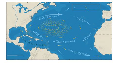 In the Sargasso Sea, life depends on floating sargassum seaweed