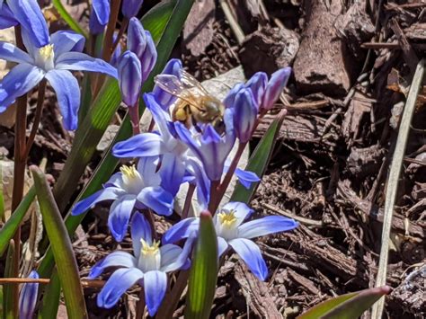 Top Ten Early Spring Blooming Plants for Pollinators - Colorado Garden ...