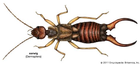 Earwig | Pest Control, Nocturnal & Antennae | Britannica