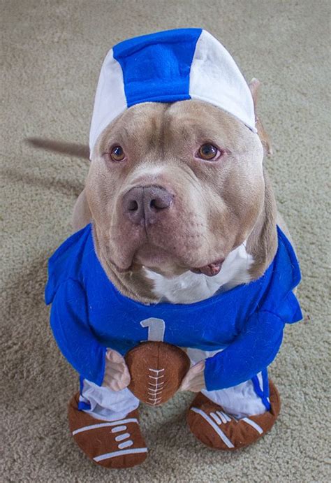 #Football #NFL #Pitbull #puppy #AmericanBully silly costume! | Pitbull ...