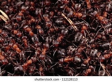 5,004 Swarm of ants Images, Stock Photos & Vectors | Shutterstock