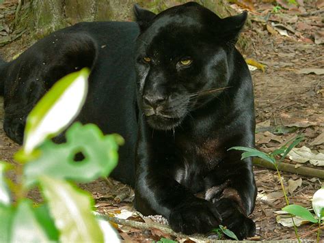 Black Jaguars and Colored Marbles