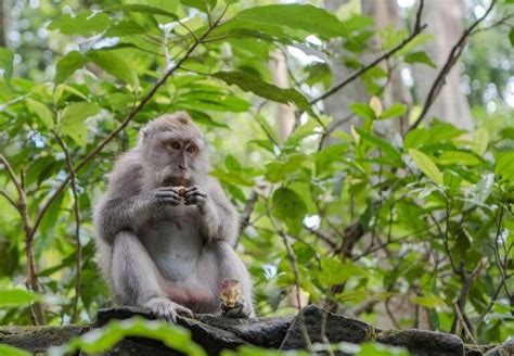 Bali Monkeys: How to See Them & Avoid Confrontation