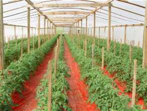 Vegetable: Tomato, Greenhouse | Center for Agriculture, Food, and the Environment at UMass Amherst