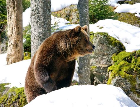 free download | Grizzly, bear, strength, power, sniw, trees, HD wallpaper | Peakpx