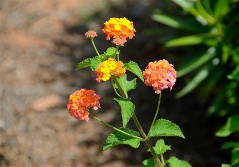 Lantana Flowers Free Stock Photo - Public Domain Pictures