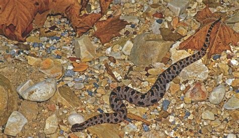 Identification and Control of Snakes in Alabama - Alabama Cooperative ...