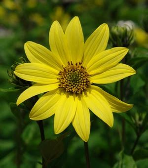 Helianthus 'Lemon Queen' sunflower from North Creek Nurseries