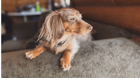 Isabella Dachshund: A Comprehensive Guide to the Rarest Doxie Color – PawSafe