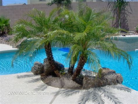 small palm trees for the pool | Backyard trees, Palm trees landscaping ...