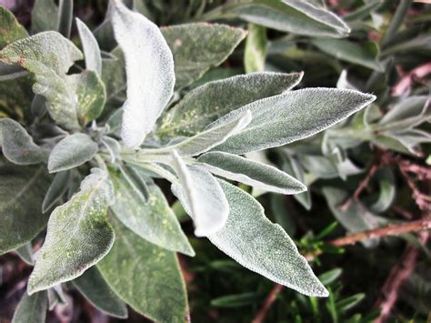 Wild Sage. | Plant leaves, Natural herbs, Wildcrafting