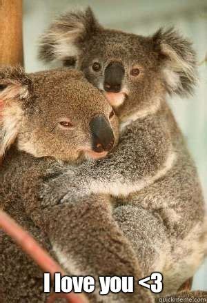 I Love You Memes for Him and Her - Freshmorningquotes | Koala bear, Koala, Funny koala