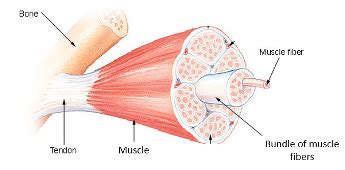 Muscle Facts: Lesson for Kids | Study.com