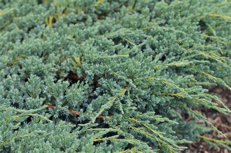 Creeping Juniper (Juniperus horizontalis): Care and Growing Guide