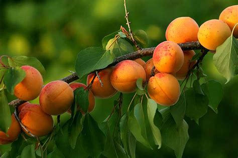 Growing Apricot Plant at Reginald Myers blog