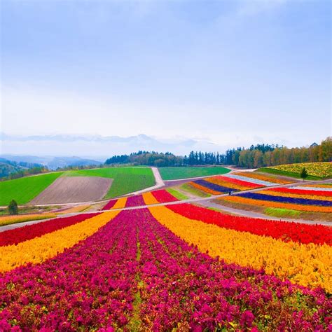 Visit Japan: Located in the heart of Japan’s northern island of Hokkaido, Furano is a nature ...