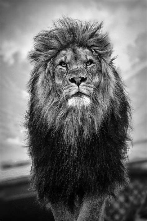 a black and white photo of a lion standing in front of a cloudy sky ...