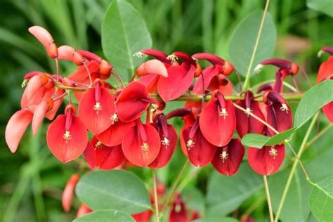 A Guide to Australia's Most Poisonous Plants | Ultimate Backyard