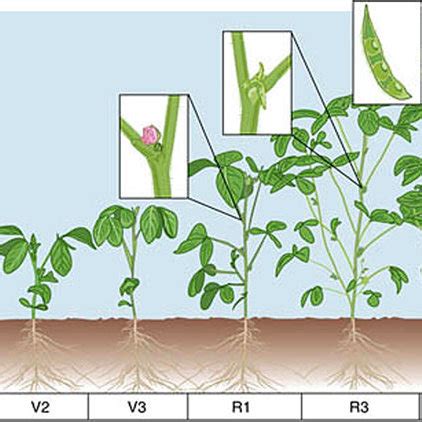 Different growth stages of a typical soybean plant, including... | Download Scientific Diagram