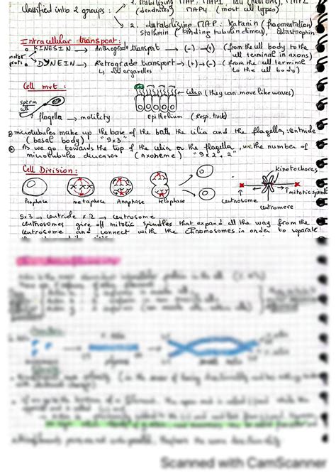 SOLUTION: Cytoskeleton types and functions of each type - Studypool