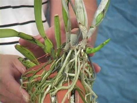 When to Repot Your Orchids - YouTube