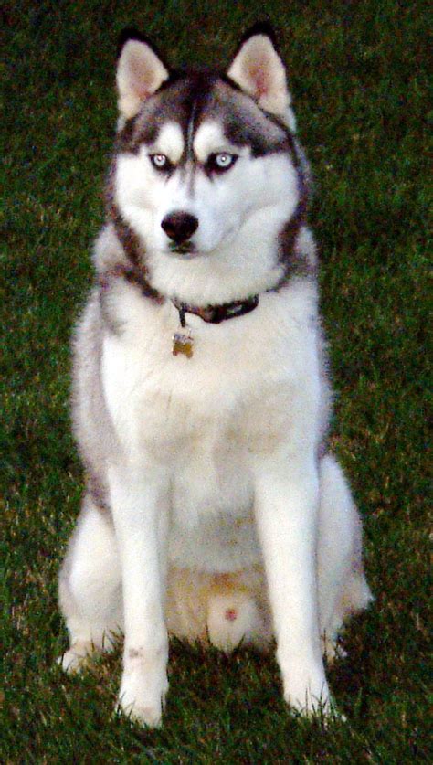 File:Siberian husky.jpg - Wikimedia Commons