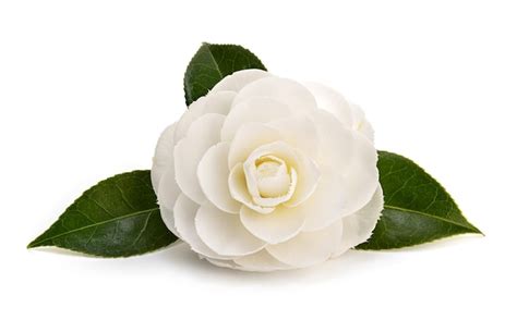 Premium Photo | White camellia flower and leaves isolated on white background