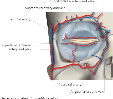 Figure 2 from Anatomy of the periorbital region | Semantic Scholar