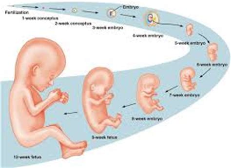 Lecture on Human Development - Assignment Point