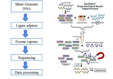 Exome sequencing.The basic steps required for exome sequencing are ...