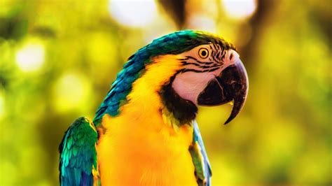 WALLPAPERS HD: Macaw Parrot Bird Bright Branch