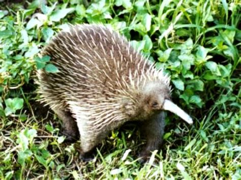 Long-beaked Echidna Facts! | Always Learning!